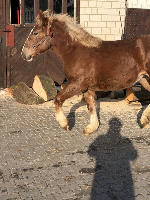 Klacz sztum 100%, dopłatowa „Gina”