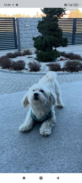 Zaginął pies maltańczyk