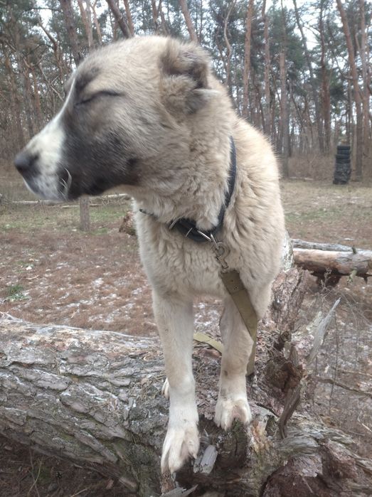 Кинолог.Дрессировка собак