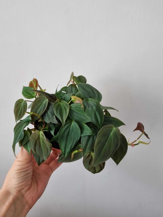 Philodendron micans