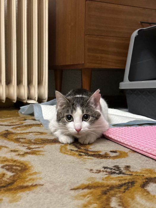 Piękne kocie siosrty do adopcji