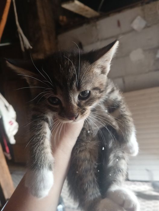 Oddam kotki  w dobre rece
