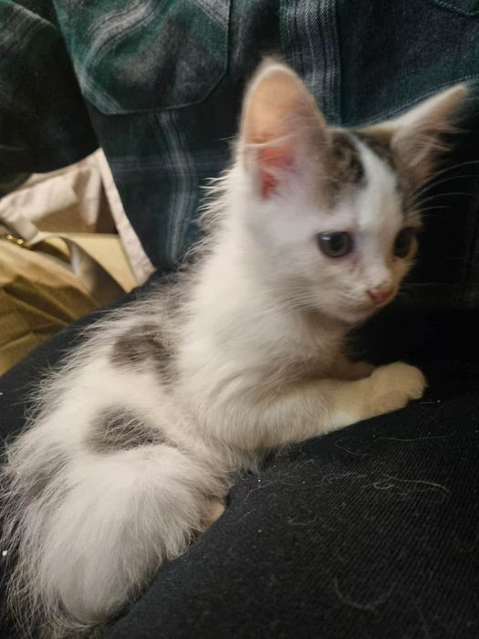 Дівчинка 2-2,5 місяці в добрі руки