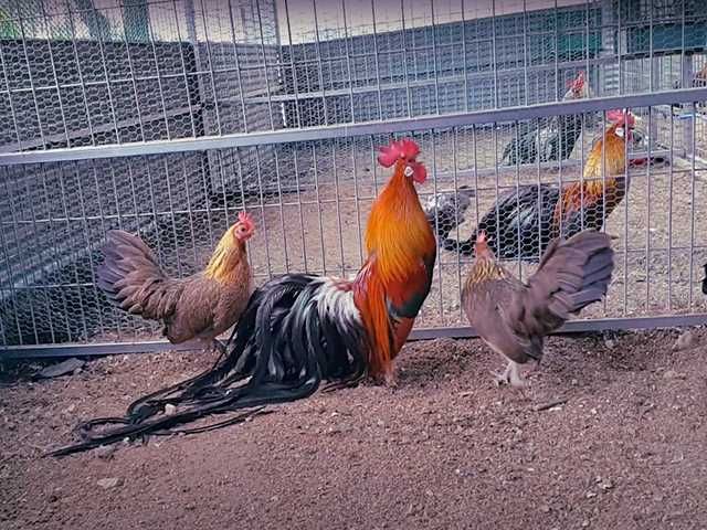 Яйце на інкубацію. Курчат. Фенікс - золото, срібло.