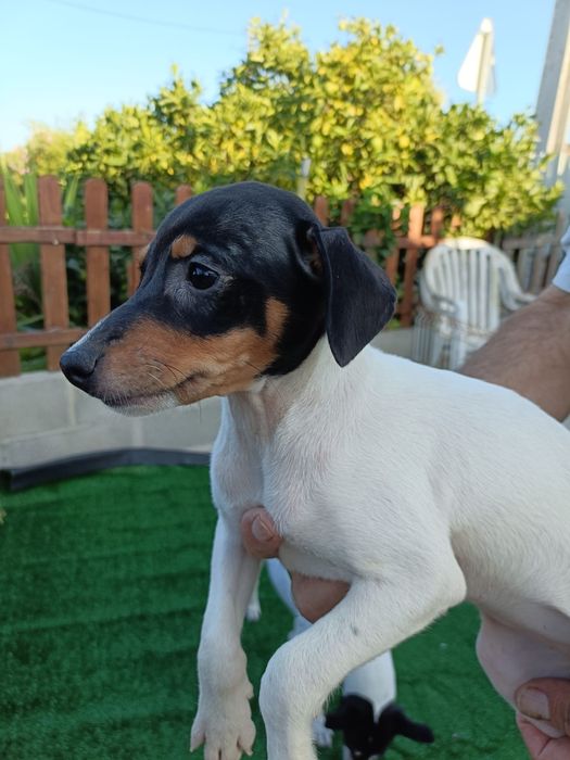 Ratonero Bodeguero Andaluz puro