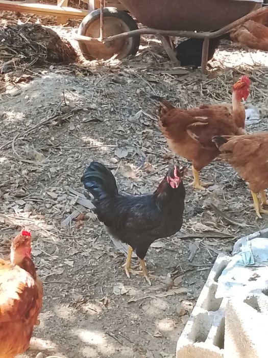 Garnizo caseiro