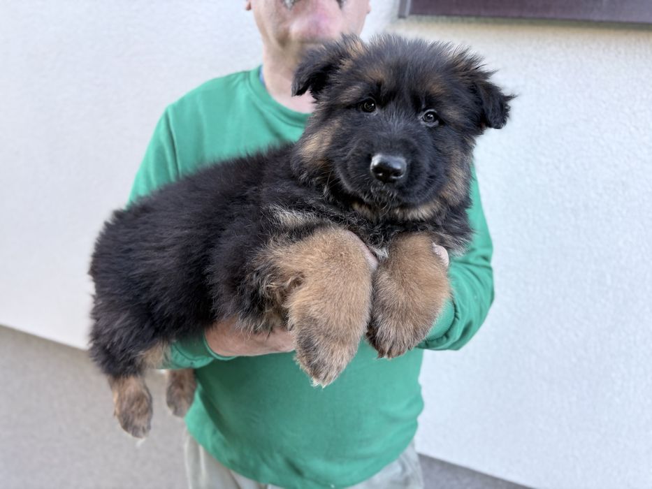 Owczarek niemiecki długowłosy owczarki suczka poteżne Kielce