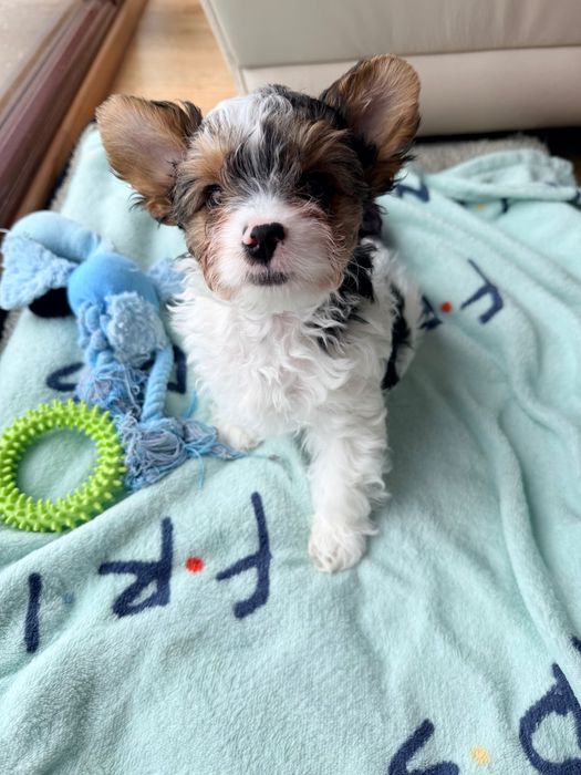 York Biewer do odbioru , szczepienia , rodowód