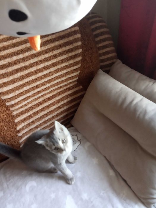 Котик британский голубого окраса