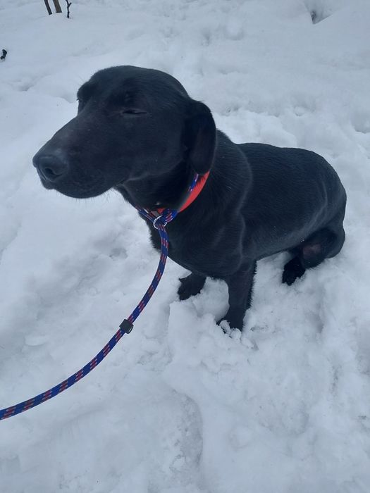 Oddam za darmo bezdomna ,dużą ,młodą suczke sterylizacja gratis.