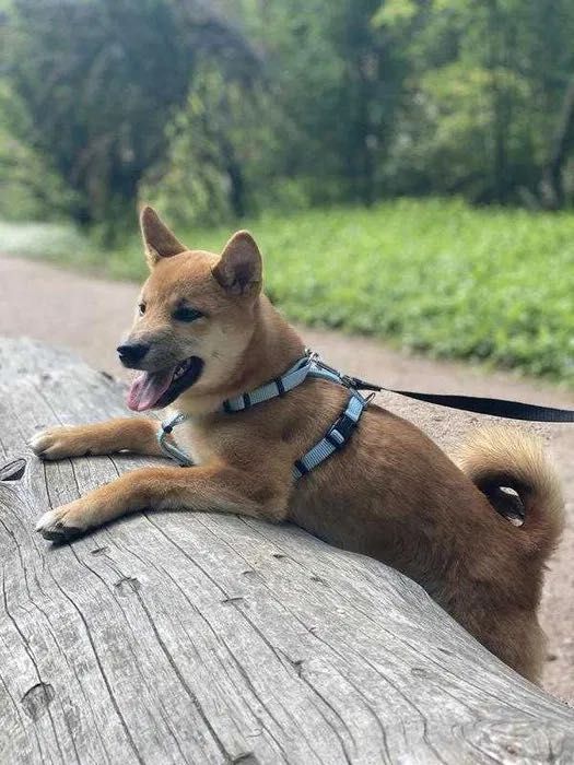 Шлейка Нейлонова hunter-vario-rapid s