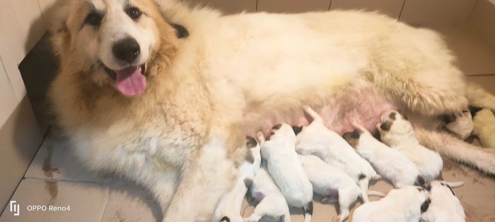 Pirenejski pies górski, owczarek podhalański rasa pokrewna, okazja