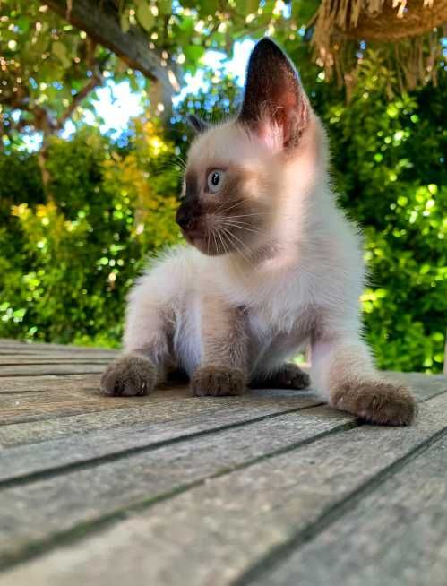 gatinho bebé 2 meses siames