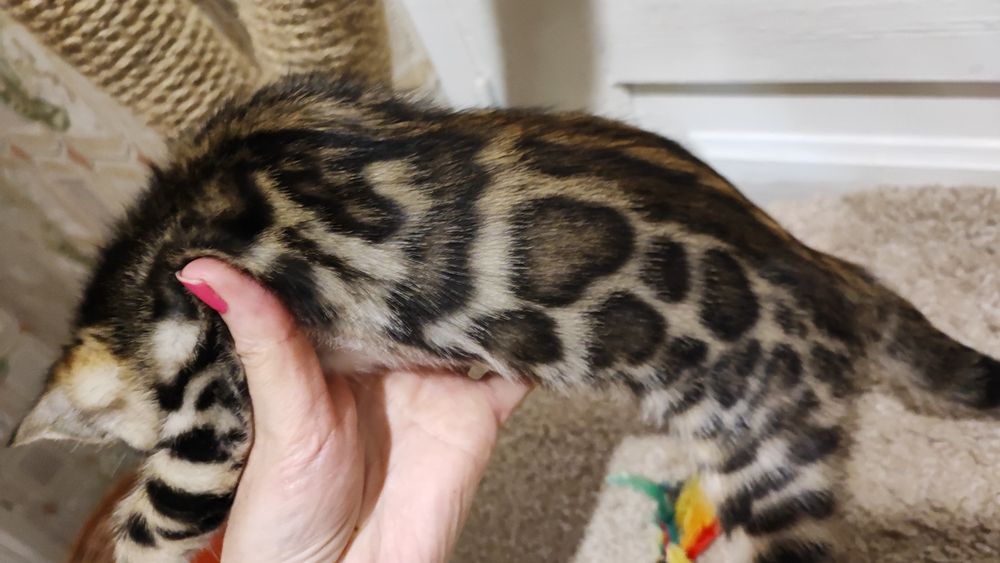 Бенгальські кошенята. Офіційний Розплідник.