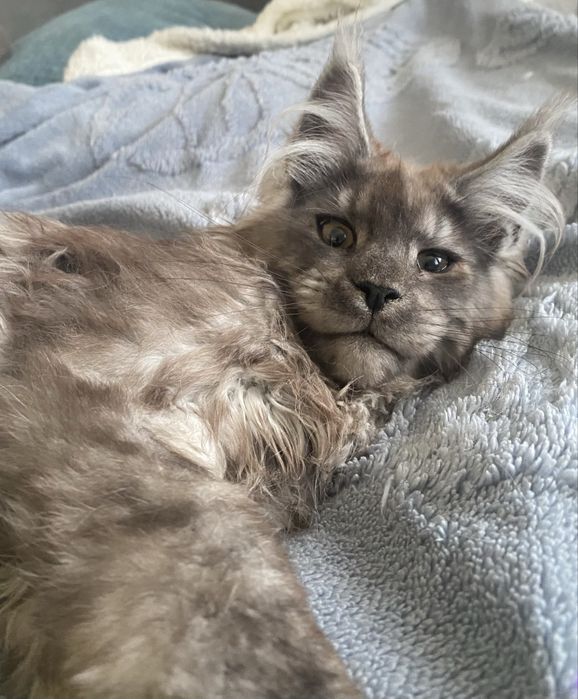 Dymny maine coon kocurek GAPCIO Enklawa