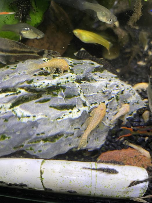 glonojady ok.3,5 cm