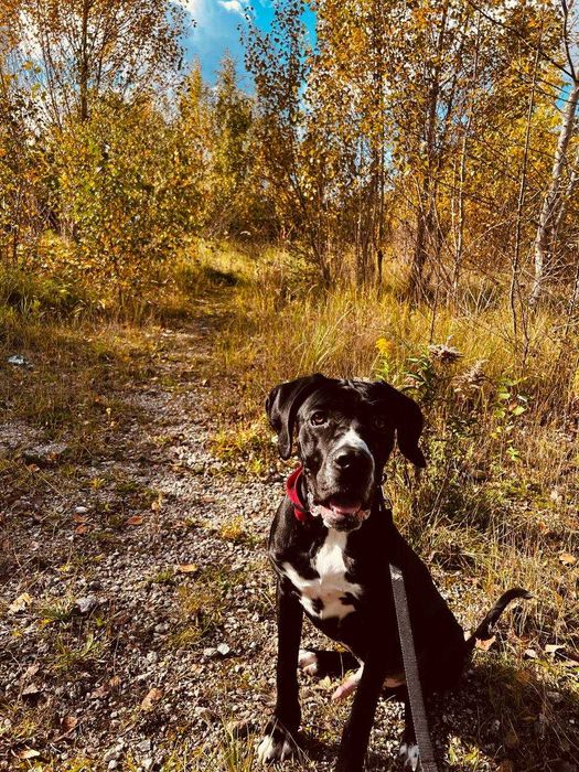 Кане Корсо  1,5 года