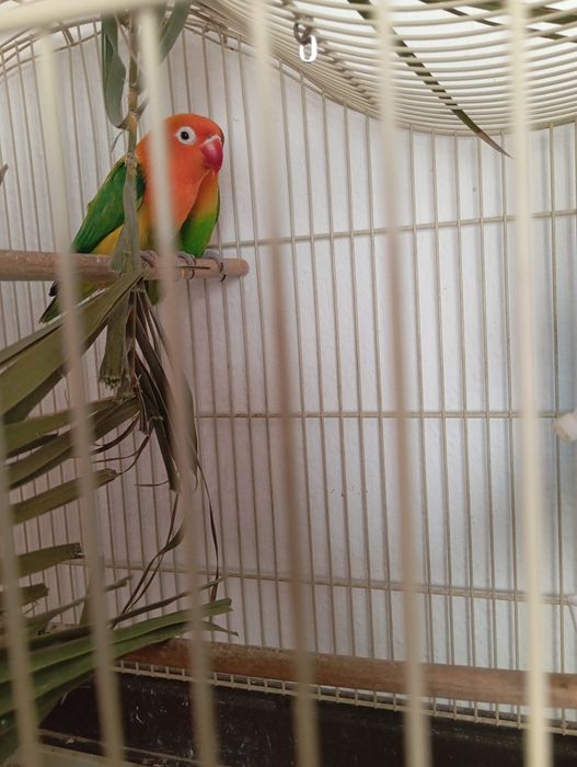 Casal de fhisher  com gaiola e ninho