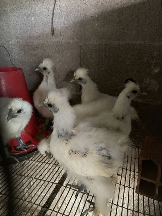 Sedodas/sebrights/perus/gansos