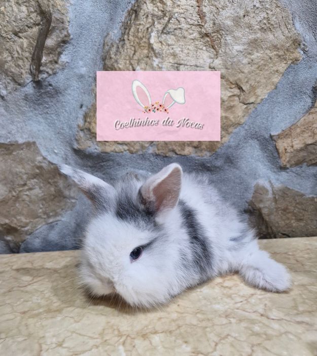 Coelhos anões mini leon head