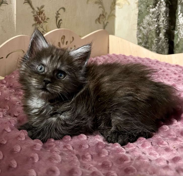 Мейн кун девочка