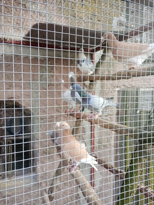 Sprzedam gołębie rzeszowskie