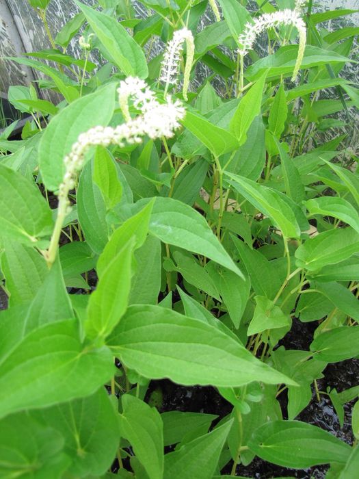 Rośliny wodne, rośliny przybrzeżne , Kamieńsk lesiakowski.pl