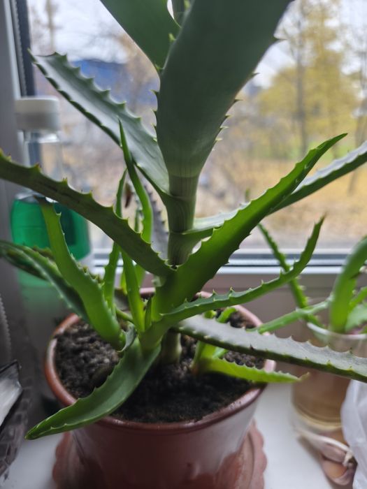 Алоє сильне доглянуте дерево з дітками у горщику