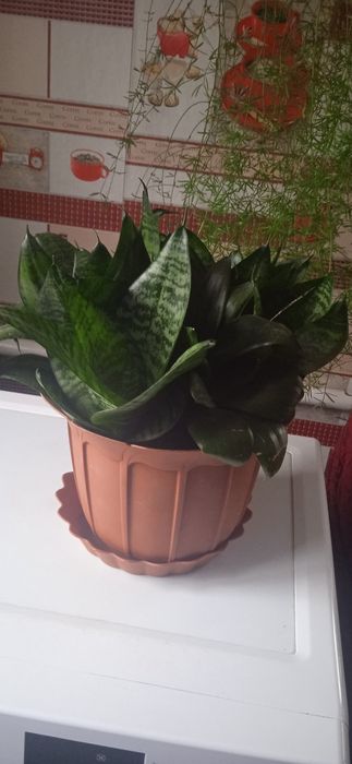 Сансев'єра темно зелена.