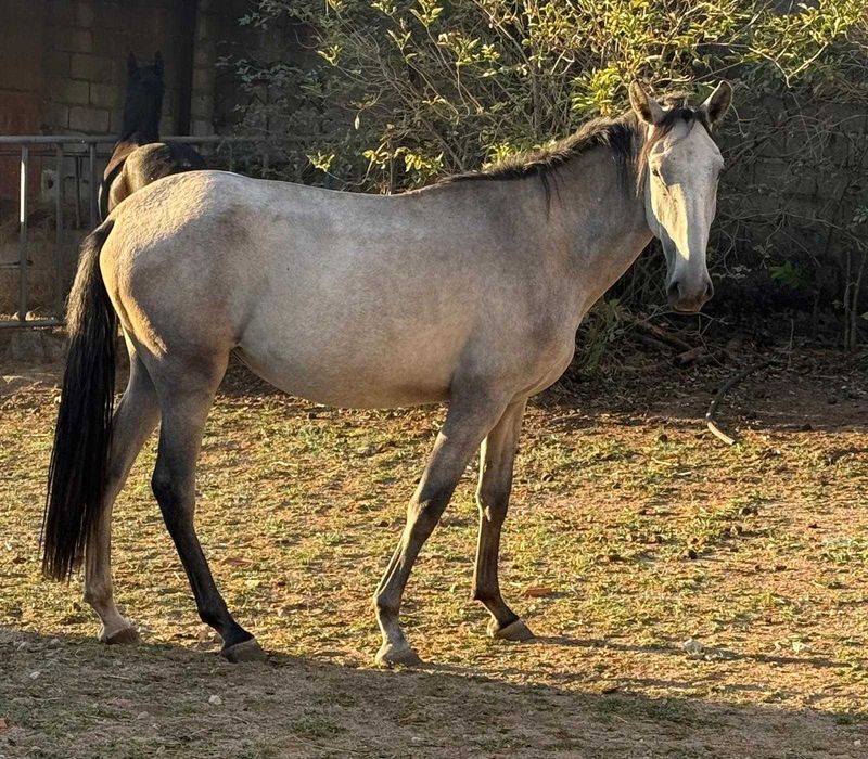 Poldra Puro Sangue Lusitano