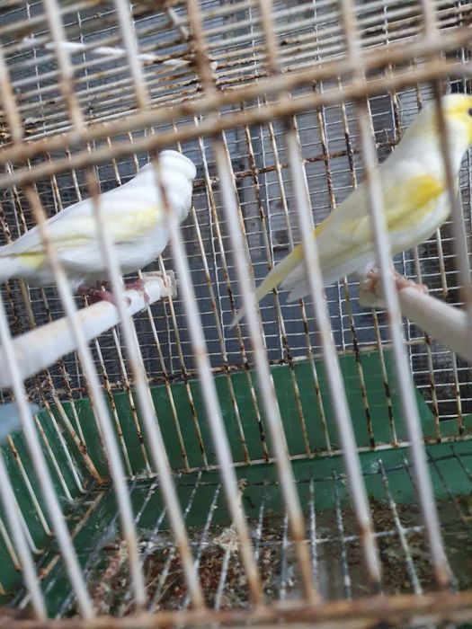 Canários mosaico amarelo casal