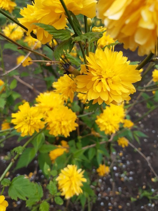 Гортензія  аконіт анемон  багаторічники