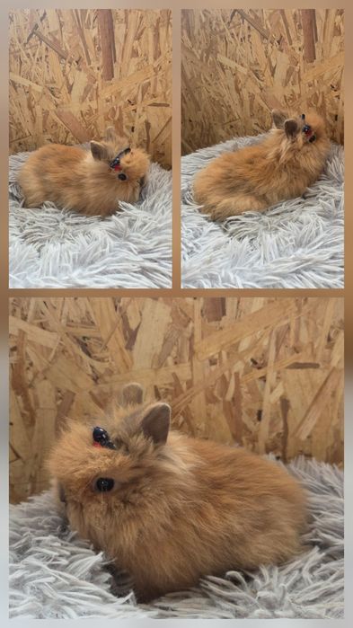 Karzełki Teddy Mini