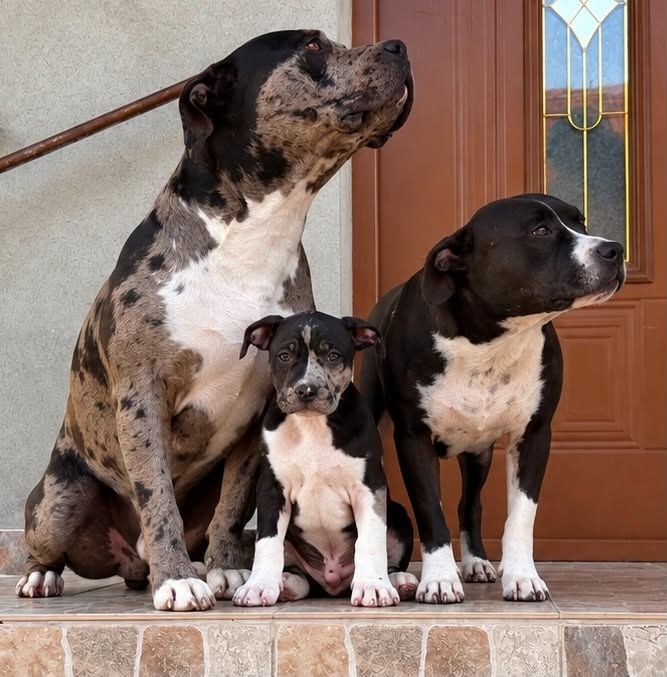 Gotowy do odbioru!!! Piesek Merle! American Staffordshire Terrier 2026 ***Złota Granda ***