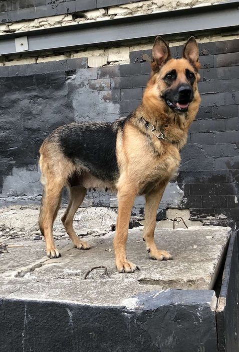 Немецкая овчарка