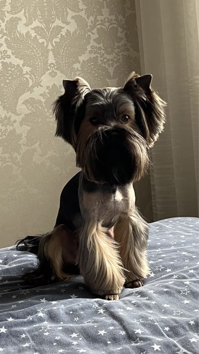 В’язка Йорк  запрошує