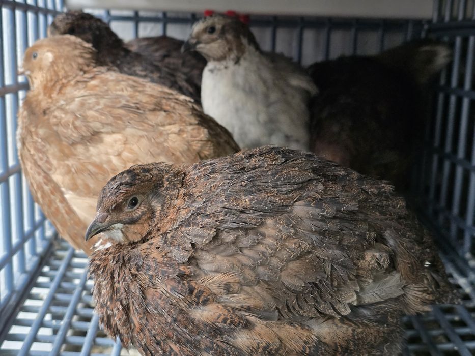 Młode nioski przepiórki celadon jumbo włoszka texas czerwone brojler