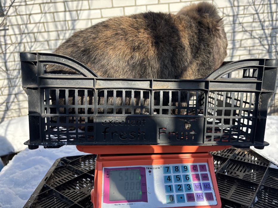 Кролі Французький Баран,Бельгійський велетень, Німецький строкач