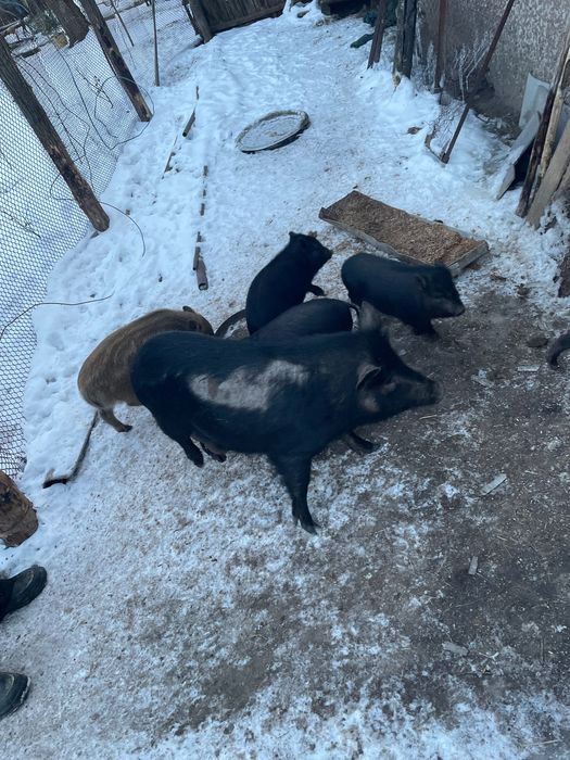 Поросята вʼєтнамські