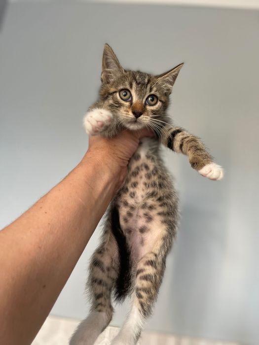 Отдам Котята котики котенок мальчик