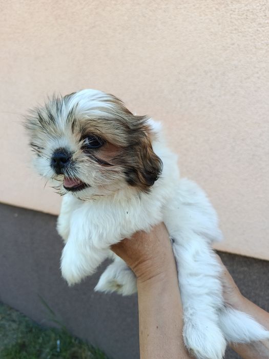 Szczeniaki shih tzu