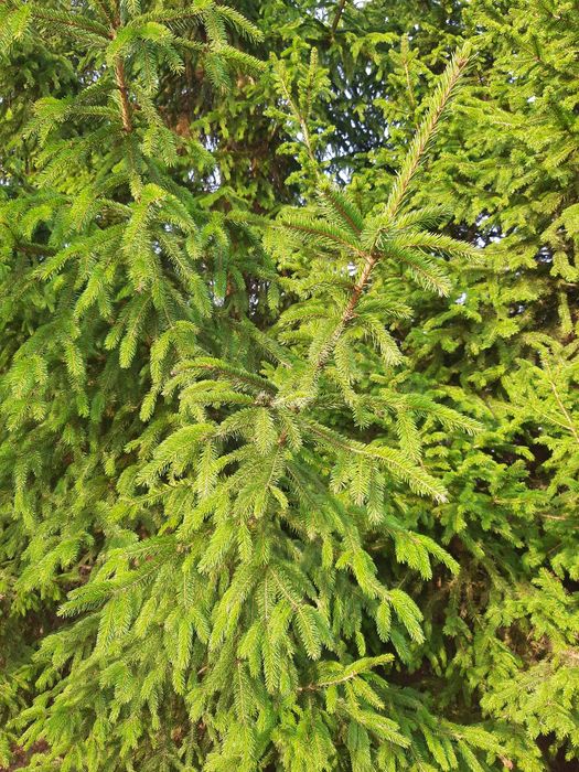 Gałęzie świerku do wiązanek, stroików