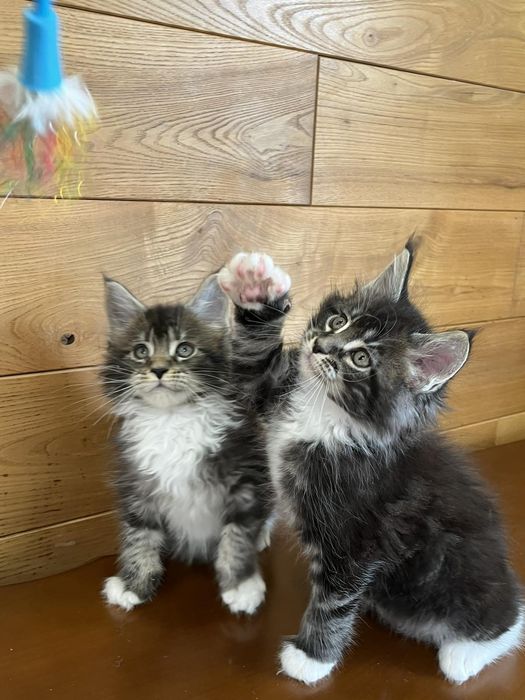 Котики породи Мейн Кун