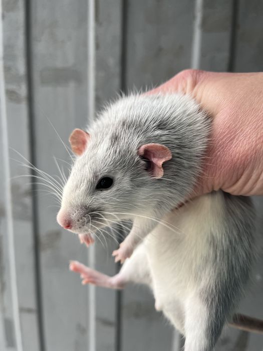 Ручні щурики дамбо