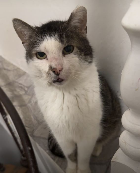 SPAJDEREK – kot, o którego nikt nie pyta