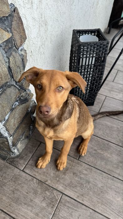 Віддам в добрі руки цуциків