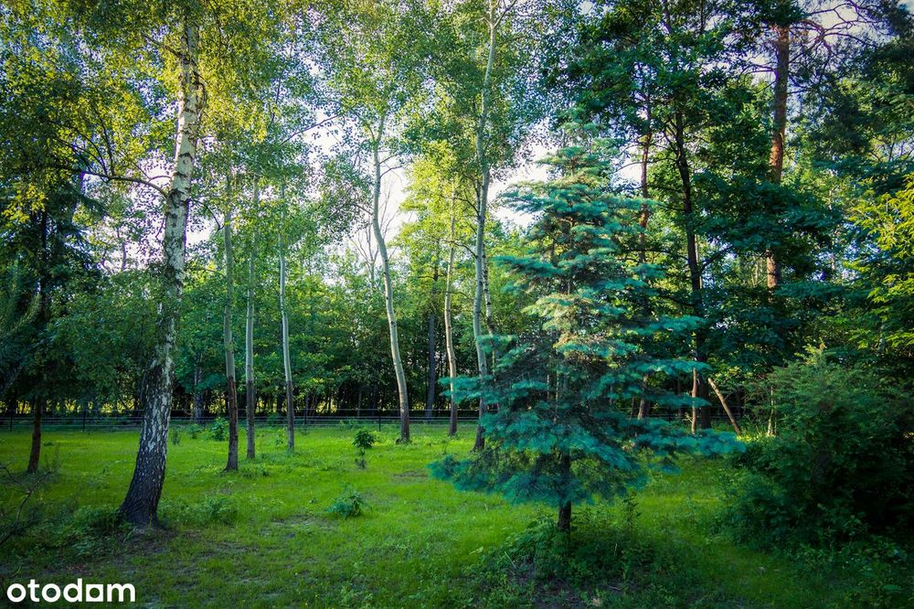 Działki bud. z drzewami od 2154 m² Błonie Cholewy / prąd / woda / gaz - Widok 2