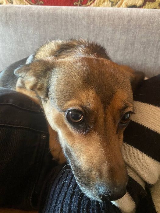 Отдам в хорошие руки