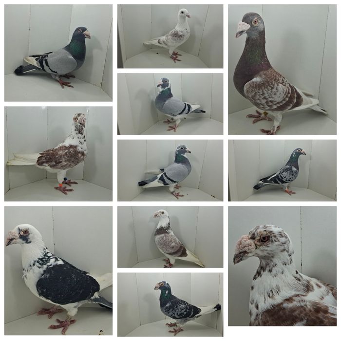 Gołębie ozdobne staropolskie turkoty pocztowe białe