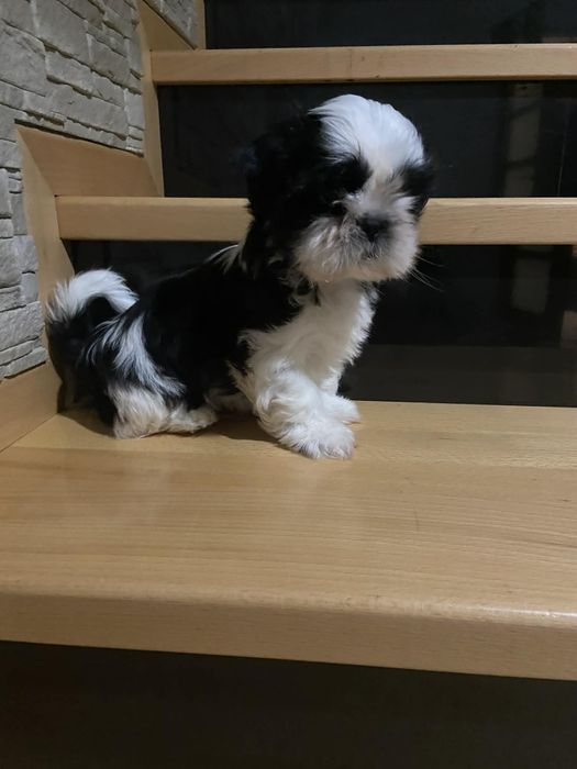 Szczeniaczek shih tzu